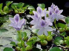 plante d eau eichornia crassipes jacinthe d eau filtrante bassin le plante d eau eichornia crassipes jacinthe d eau filtrante bassin le
