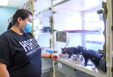 Humane Society of Harlingen achieves highest save rate | MyRGV.com