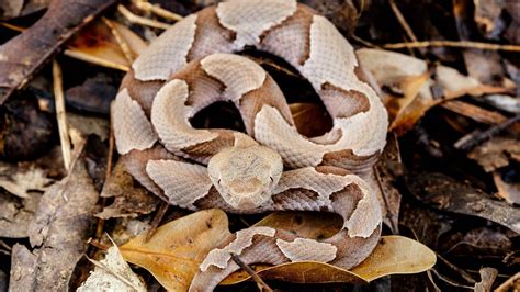 It's baby copperhead season — what does it mean? | 5newsonline.com