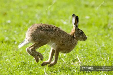 Liebre Correr In English at Linda Fujiwara blog