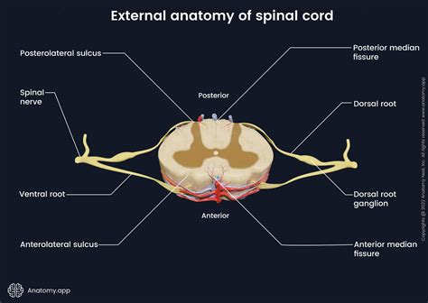 Anterior Median Fissure Diagram