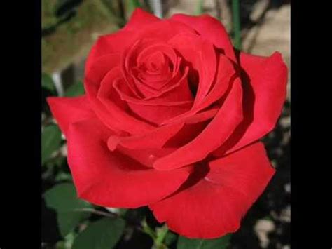 Image result for red roses