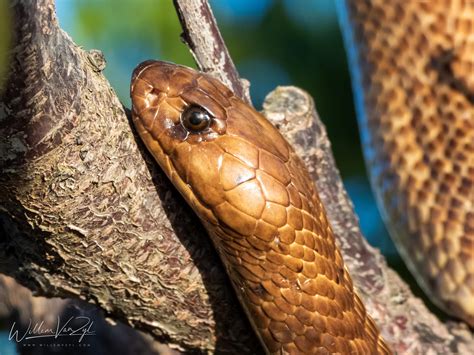 Image result for South African Python Snake