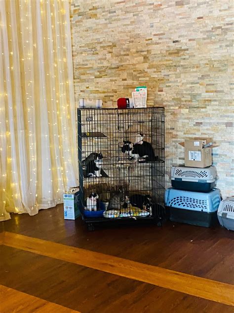 Family-Friendly Kitten Shower | Kokomo Humane Society