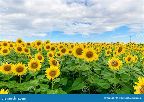 When Sunflower Season