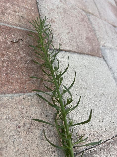 Is this fleabane or horse weed? : r/whatisthisplant