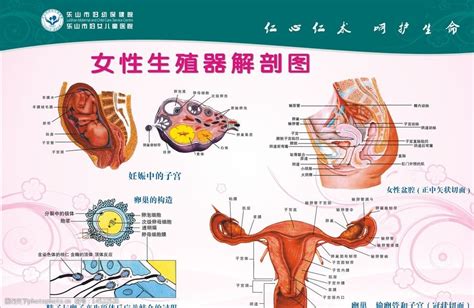 女性生殖器剖面图图片图片-图行天下素材网