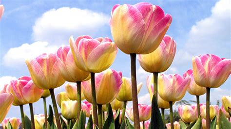 Spring Tulips Wallpapers - Top Free Spring Tulips Backgrounds ...