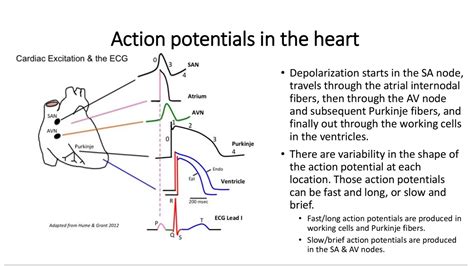 Action Potential Explained 的图像结果