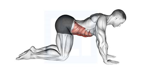 Image result for Front Lever