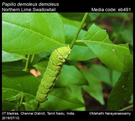 Papilio demoleus | Butterfly