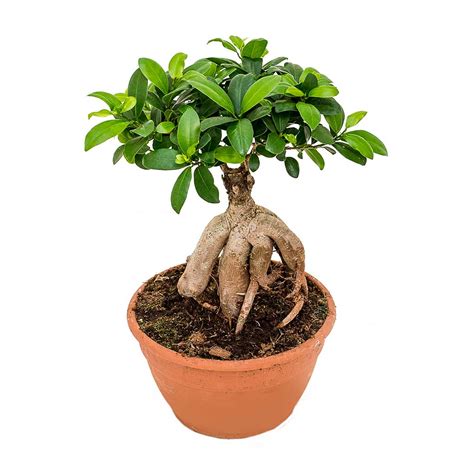 Ficus microcarpa Ginseng - Indian Laurel - Indoor Plants - Hortology