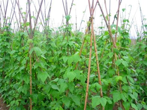 四季豆种植技术：地块选择,施肥很重要 - 花语网