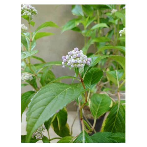 Dichroa febrifuga (variegated) | Seeding