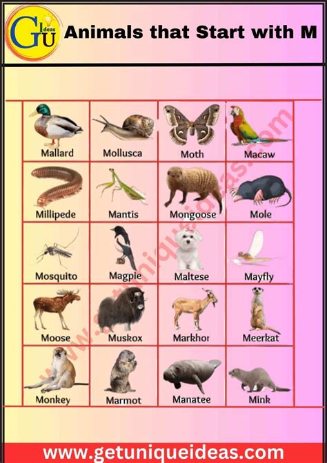 Animals That Start With M List at Janet Wall blog