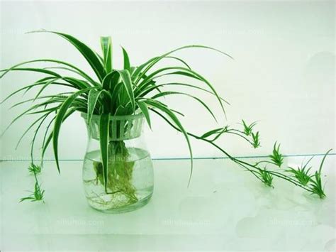 水培植物图片名称大全,最适合室内水养的植物,20种花水培_大山谷图库