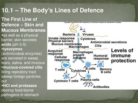 Image result for Human Defence Line Skin