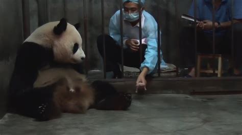 驚險！熊貓吃竹子不小心卡住，飼養員立刻幫其疏通！ - 每日頭條