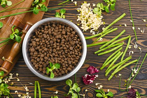 Are Broad Beans Safe For Dogs