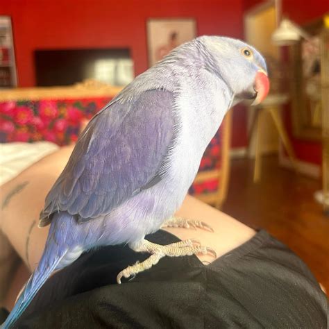 Viola Odette Harlow | The Human music video is out! This song and video mean the world to me I ...