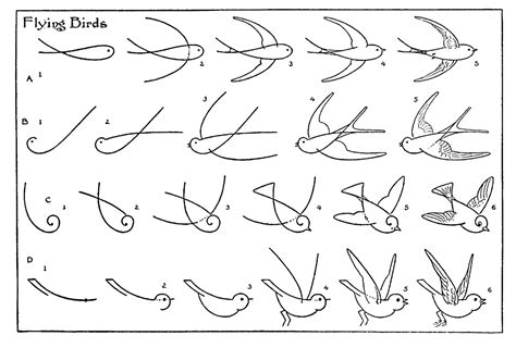 Learn How To Draw Birds at Mia Stanfield blog