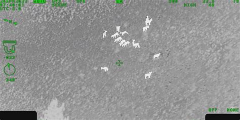 Mammoth Cave conducts aerial infrared study of white-tailed deer population
