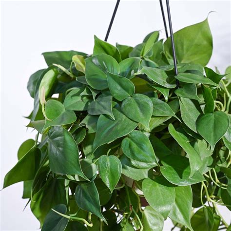 Buy Stylish Hanging Plants for Home Décor | Ugaoo