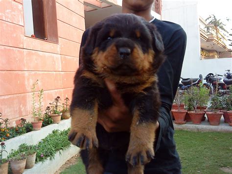 Best Rottweilers - Sukerchakia Kennels - Punjab - Dogs for sale ...