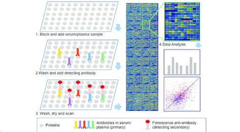 Antibody Microarray Slides 的图像结果
