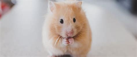 Our Top Ten Best Classroom Pets for Kids - Twinkl USA