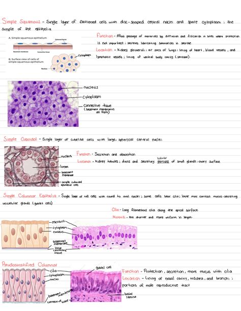 Basic Tissues 的图像结果