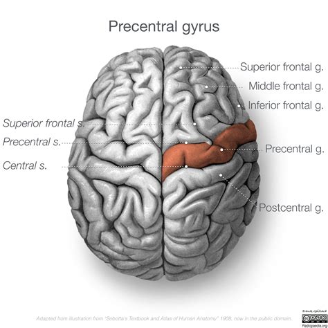 Motor Cortex Diagram