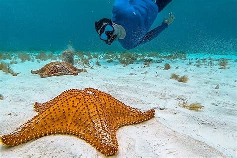 2024 (Grand Cayman) Cayman Combo Tour: Stingrays, Starfish Point and ...