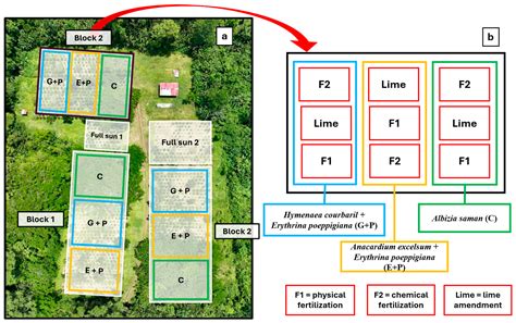 The Phenology of Coffea arabica var. Esperanza L4A5 Under Different ...