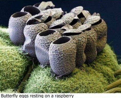 Image result for Microscope World