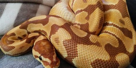 Ball Python Eating Fish 的图像结果