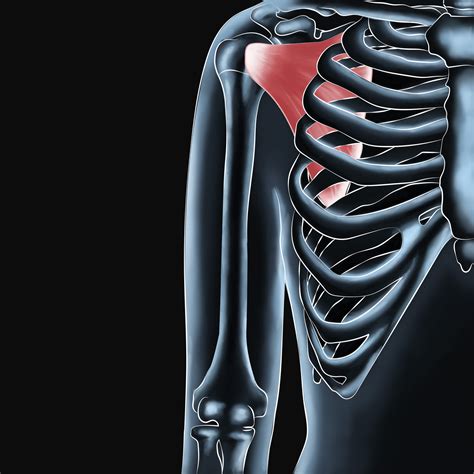 Image result for Subscapularis Muscle Function