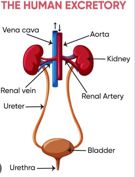 Sketch a neat and labelled diagram of human excretory system. Describe ...