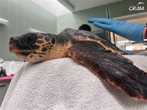 Titi ingresa en nuestro Centro de Recuperación - CRAM