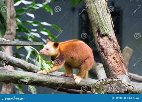 Tree-kangaroos are Marsupials of the Genus Dendrolagus, Adapted Stock Photo - Image of ...