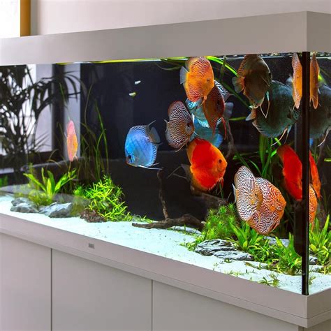 Rezultat imagine pentru Discus Tank Setup