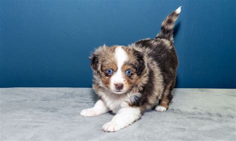Australian Shepherd Puppy Blue Merle