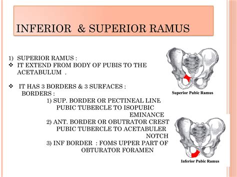 Hip bone ppt anatomy Mbbs Bams osteology | PDF