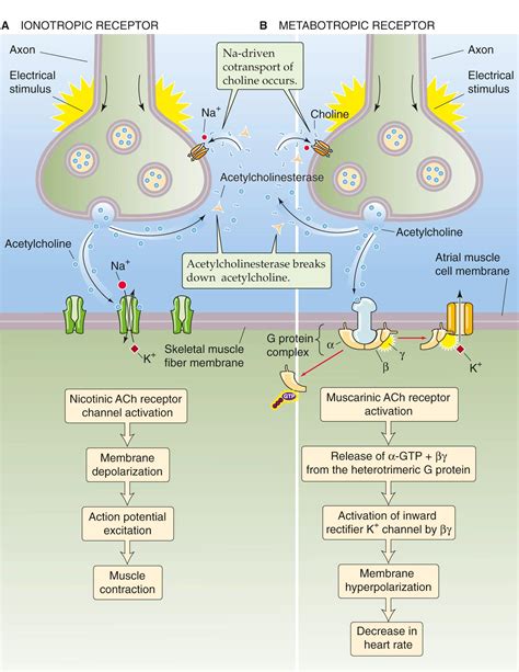Metabotropic Vs Ionotropic