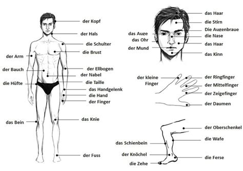 Части тела человека на немецком языке - Deutsch-online! Немецкий язык ...