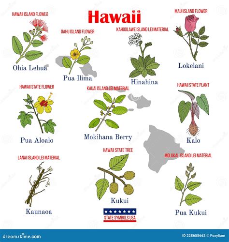 Hawaii. Set of USA Official State Symbols Stock Vector - Illustration ...