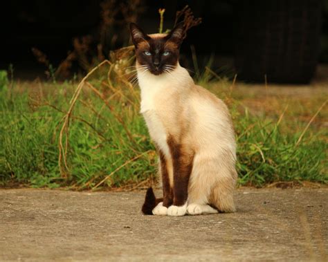 Download wallpaper cat, nature, Siamese, section art in resolution ...