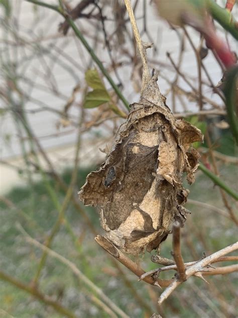 Is this a praying mantis ootheca? : r/whatsthisbug