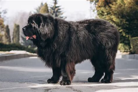 Medical Causes Behind Sudden Weight Gain in Dogs | Dogsee
