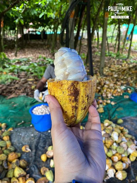 International Chocolate Day 2024: Celebrate with 5 Exquisite Indian ...